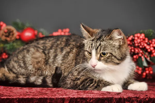 Gatto da tavolo con decorazioni natalizie rosse — Foto Stock