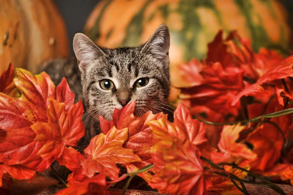 Pręgowany kot wśród pomarańczowy jesień klon liście — Zdjęcie stockowe