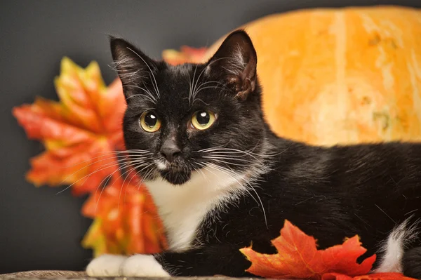 Gato negro con calabazas naranjas y hojas de otoño —  Fotos de Stock