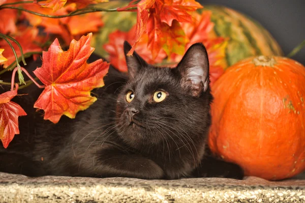 秋の紅葉とオレンジ色のカボチャと黒い猫 — ストック写真
