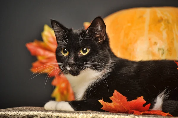 Turuncu kabak ve sonbahar yaprakları ile kara kedi — Stok fotoğraf