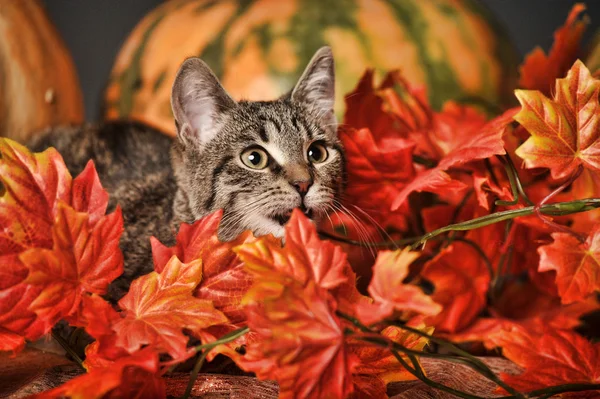 Tabby gato entre as folhas de bordo de outono laranja — Fotografia de Stock