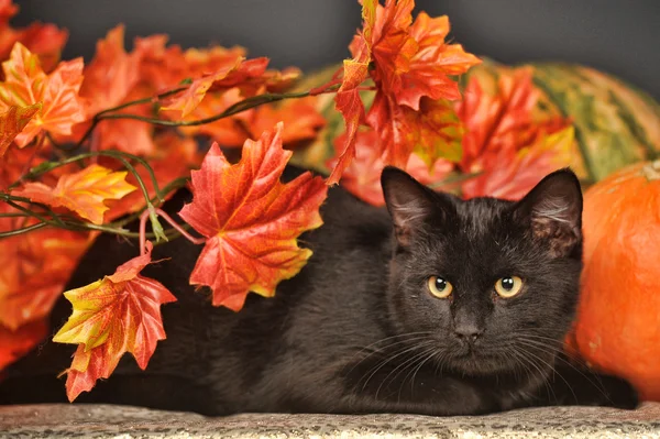 Черная кошка с апельсиновыми тыквами и осенними листьями — стоковое фото