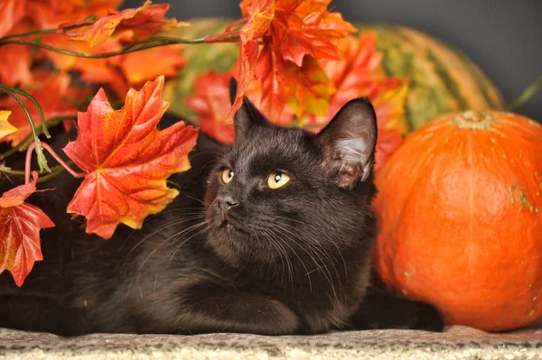 Gato negro con calabazas naranjas y hojas de otoño — Foto de Stock