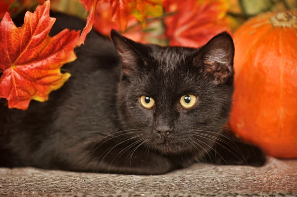 Gato preto com abóboras de laranja e folhas de outono — Fotografia de Stock