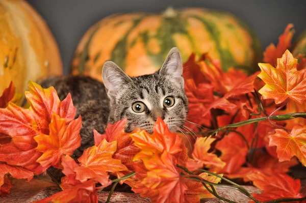 Tekir kedi arasında turuncu Sonbaharda akçaağaç yaprakları — Stok fotoğraf