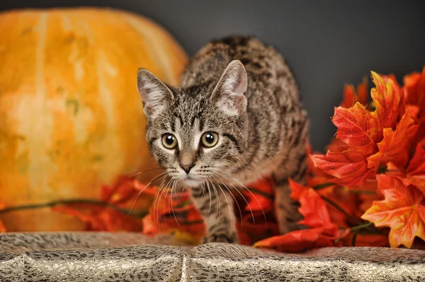 Gato Tabby entre las hojas de arce de otoño naranja — Foto de Stock