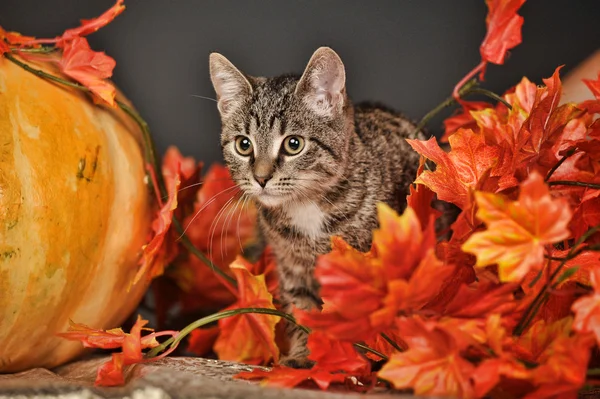 Tabby gato entre as folhas de bordo de outono laranja — Fotografia de Stock