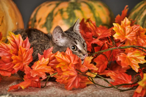 Mourovatá kočka mezi oranžové podzimní javorového listí — Stock fotografie
