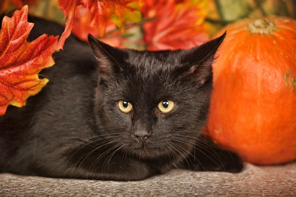 Černá kočka s oranžové dýně a podzimní listí — Stock fotografie