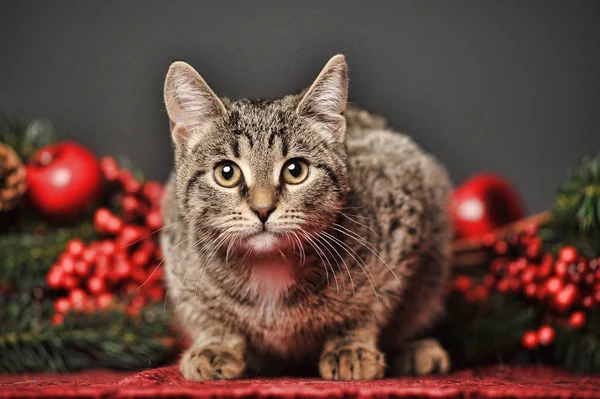 Γάτα Τάμπι με κόκκινες διακοσμήσεις Χριστουγέννων — Φωτογραφία Αρχείου
