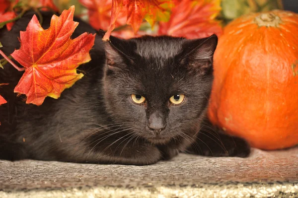 Gato negro con calabazas naranjas y hojas de otoño — Foto de Stock