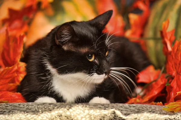 Černá kočka s oranžové dýně a podzimní listí — Stock fotografie