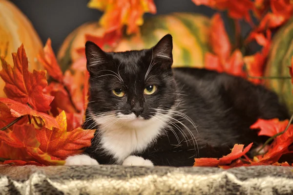 Gato negro con calabazas naranjas y hojas de otoño —  Fotos de Stock