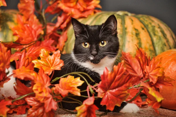 Gato preto com abóboras de laranja e folhas de outono — Fotografia de Stock