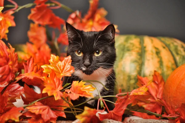 秋の紅葉とオレンジ色のカボチャと黒い猫 — ストック写真