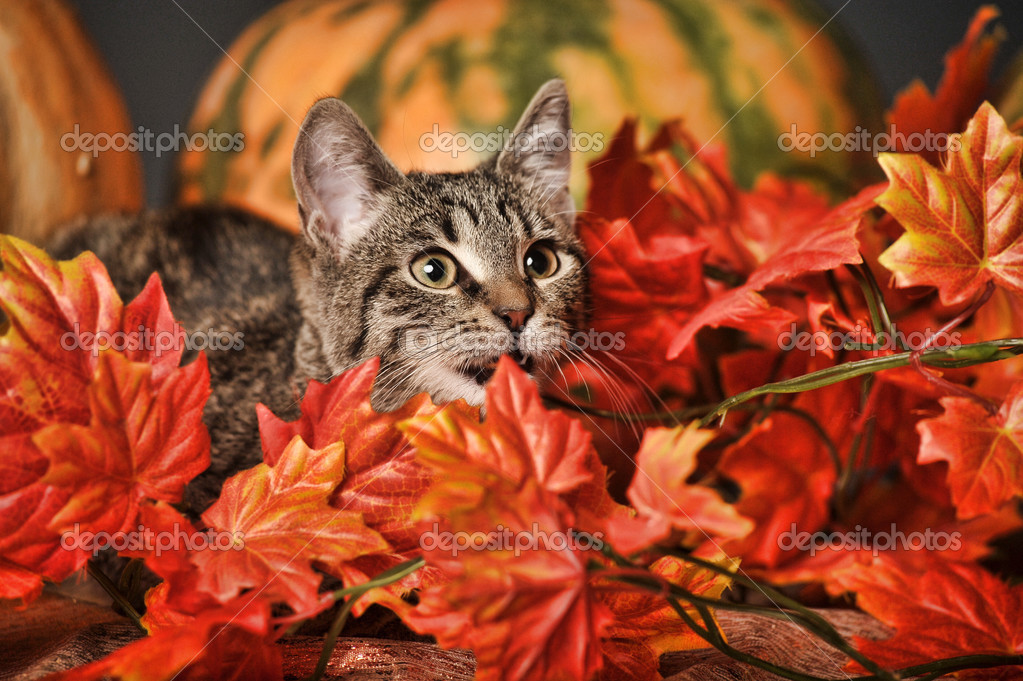 Chat Tabby Parmi Les Feuilles D Erable D Automne Orange Photographie Evdoha C