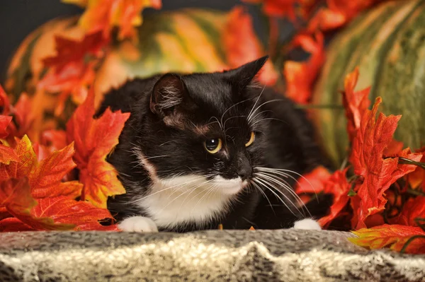 Gato preto com abóboras de laranja e folhas de outono — Fotografia de Stock