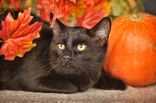 Black cat with orange pumpkins and autumn leaves — Stock Photo, Image