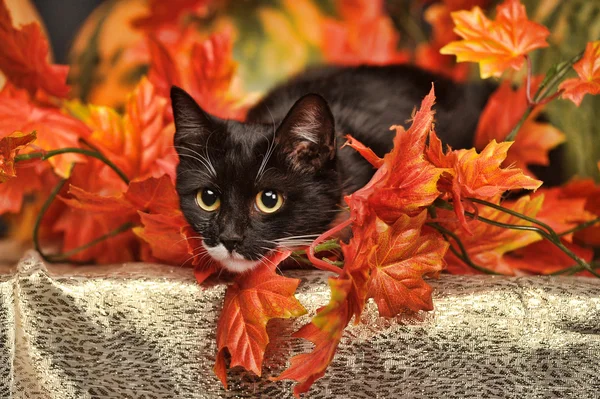 Chat Tabby Parmi Les Feuilles D Erable D Automne Orange Photographie Evdoha C