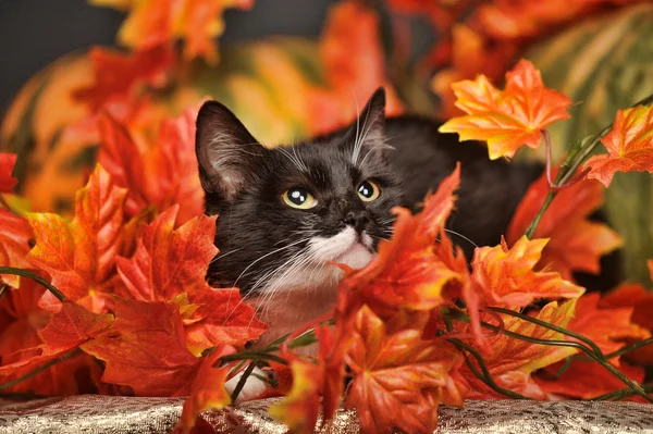 Gato preto com abóboras de laranja e folhas de outono — Fotografia de Stock