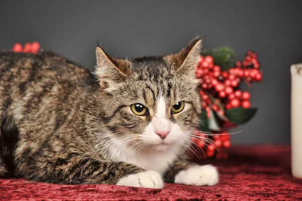 Tabby cat with red Christmas decorations — Stock Photo, Image