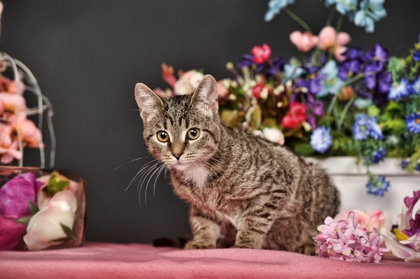 Katt bland blommor studion — Stockfoto