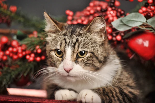 Pręgowany kot z czerwonych ozdób choinkowych — Zdjęcie stockowe
