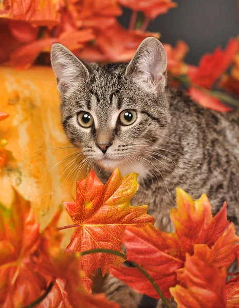 Tabby cat among the orange autumn maple leaves