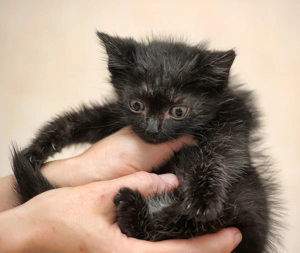 Чорний сумний кошеня в руках . — стокове фото