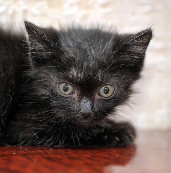 Kleines schwarzes flauschiges Kätzchen — Stockfoto