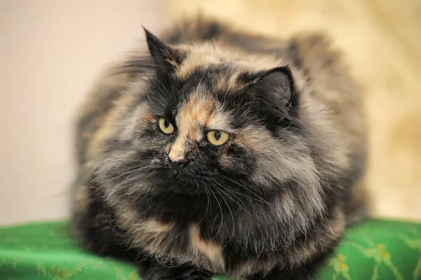 Fluffiga tabby katt — Stockfoto