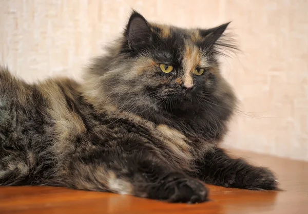 Fluffy tabby cat — Stock Photo, Image
