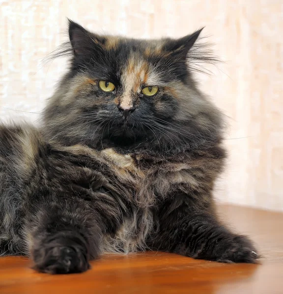 Fluffy gato tabby — Foto de Stock