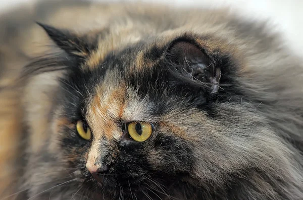 Puszyste kot Mora — Zdjęcie stockowe