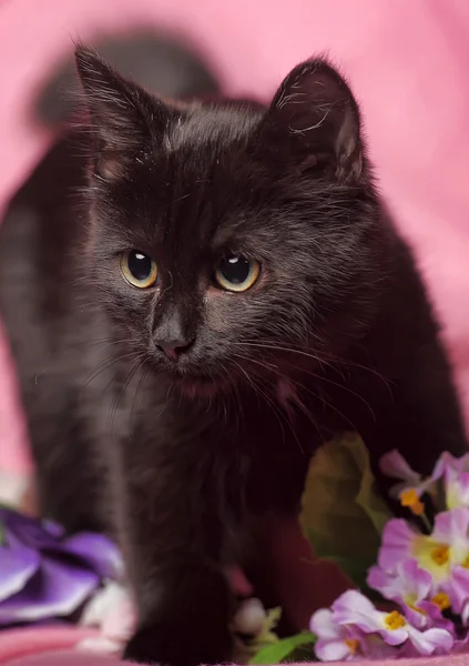 Gatto tra i fiori studio — Foto Stock