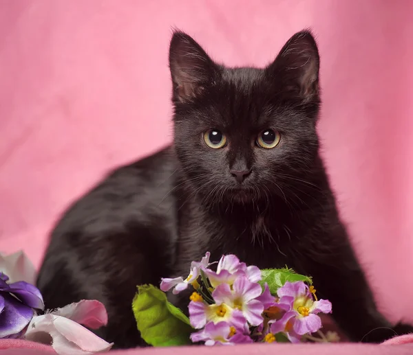 Кіт серед квітів студії — стокове фото