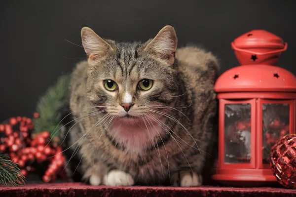 Katze und Laterne — Stockfoto