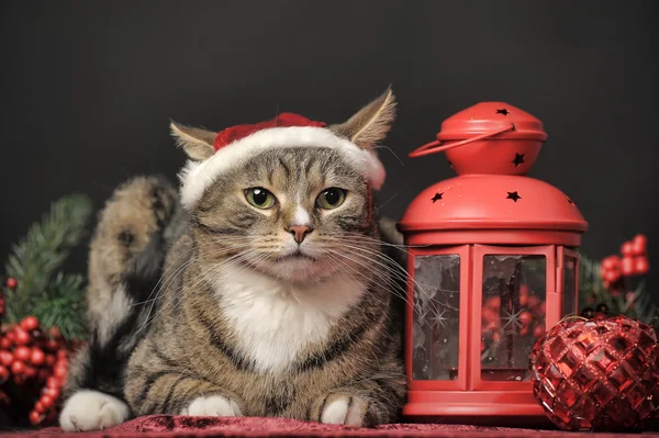 Kočka v vánoční santa klobouk a baterku, svícen — Stock fotografie