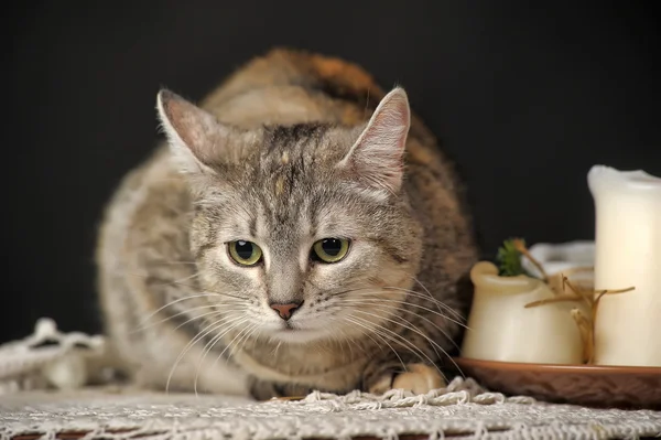 Katze und Kerzen — Stockfoto