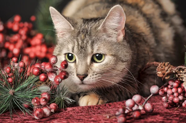 猫和圣诞节装饰品 — 图库照片