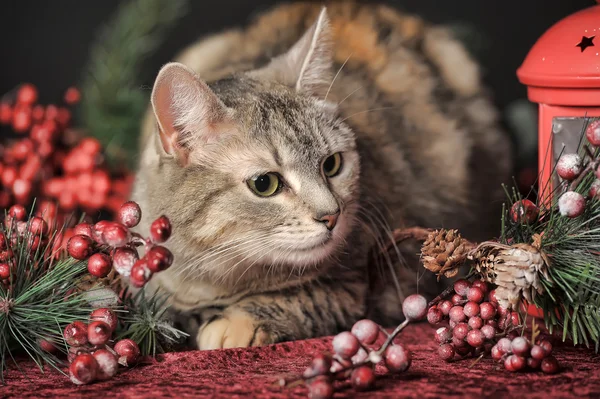 猫和圣诞节装饰品 — 图库照片