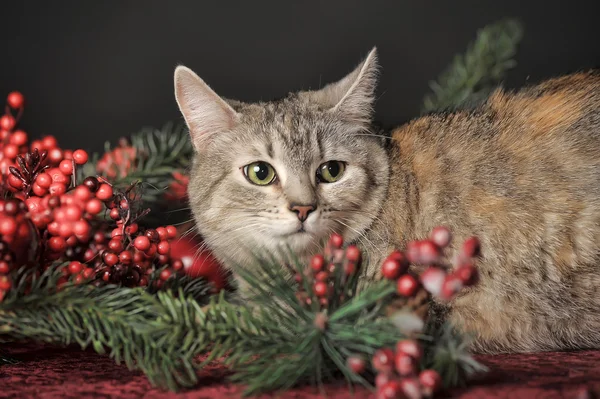 Kat en kerst decoraties — Stockfoto