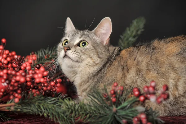 猫とクリスマスの飾り — ストック写真