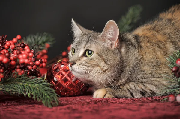 Decorações de gato e Natal — Fotografia de Stock