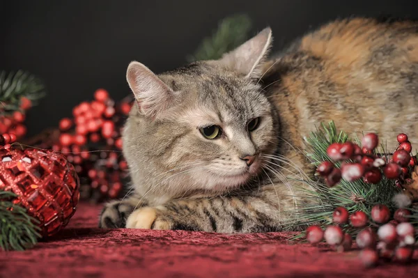 Kat en kerst decoraties — Stockfoto