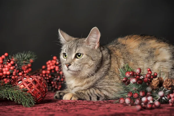Kočičí a vánoční ozdoby — Stock fotografie
