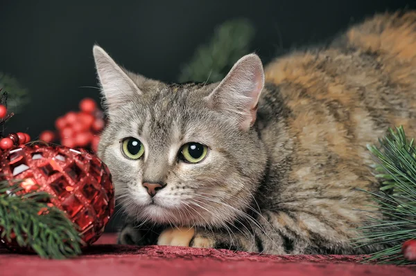 Decorações de gato e Natal — Fotografia de Stock