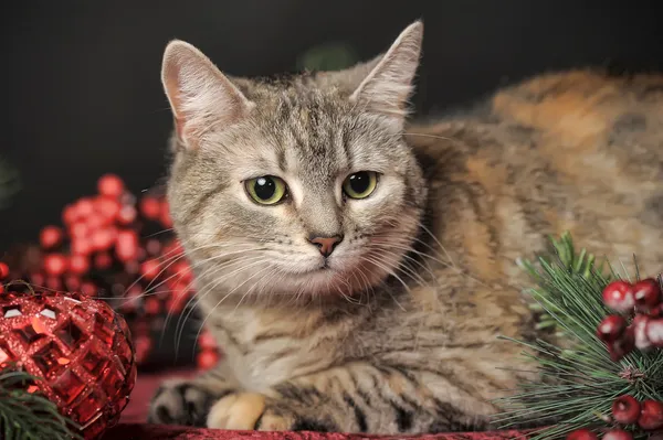 Décorations de chat et de Noël — Photo