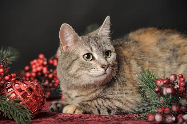 Kočičí a vánoční ozdoby — Stock fotografie